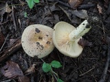 Lactarius maculatus image