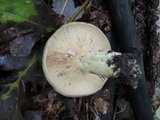 Lactarius maculatus image