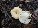 Lactarius psammicola image