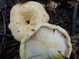 Lactarius psammicola image