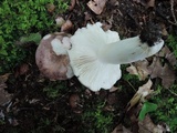 Russula cyanoxantha image