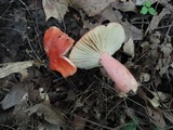 Russula tenuiceps image