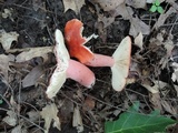 Russula tenuiceps image