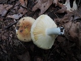 Russula duportii image