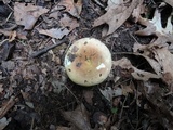 Russula duportii image