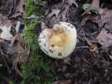 Russula duportii image
