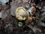 Tricholoma fulvum image