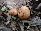 Tricholoma fulvum image