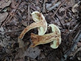 Tricholoma fulvum image