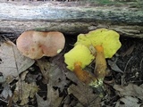 Aureoboletus innixus image