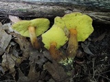 Aureoboletus innixus image
