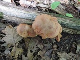 Aureoboletus innixus image