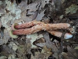 Aureoboletus russellii image