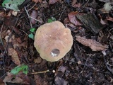 Boletus vermiculosoides image