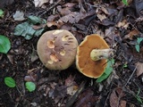 Boletus vermiculosoides image
