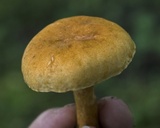 Gyroporus castaneus image