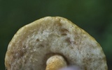 Gyroporus castaneus image