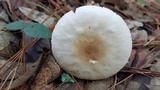 Amanita roseitincta image