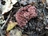 Ramaria coulterae image