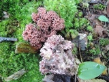 Ramaria coulterae image