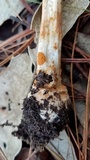 Amanita roseitincta image