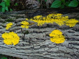 Fuligo septica image