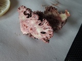 Ramaria coulterae image