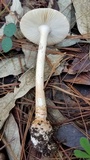 Amanita roseitincta image