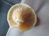 Lactarius maculatipes image