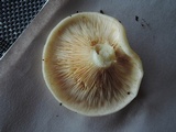 Lactarius maculatipes image