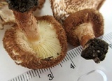 Leucopholiota decorosa image