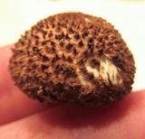 Leucopholiota decorosa image