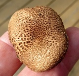Leucopholiota decorosa image