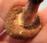 Leucopholiota decorosa image