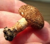 Leucopholiota decorosa image