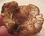 Leucopholiota decorosa image