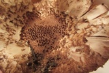 Leucopholiota decorosa image