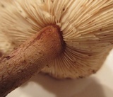 Leucopholiota decorosa image