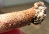 Leucopholiota decorosa image