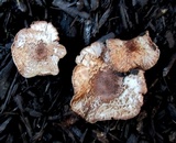 Leucopholiota decorosa image