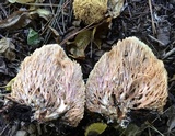 Ramaria stricta image