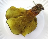 Boletinellus merulioides image