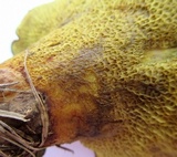 Boletinellus merulioides image
