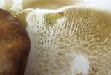 Boletinellus merulioides image