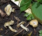 Inocybe rimosa image