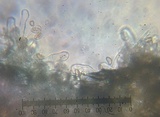 Inocybe rimosa image