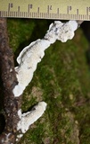 Irpex lacteus image