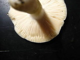 Russula aeruginea image