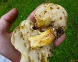 Retiboletus griseus image