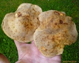 Retiboletus griseus image